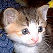 らさこ ちゃん