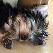 べにも ちゃん
