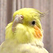 むさし ちゃん