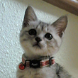 ミー くん