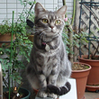 ルル ちゃん
