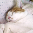 にゃあ ちゃん