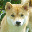 ナツ くん