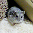 ゴエモン くん