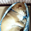 ナツ くん
